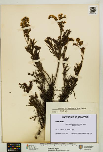 Heliotropium stenophyllum [Espécimen: UDEC:CONC:0028355]