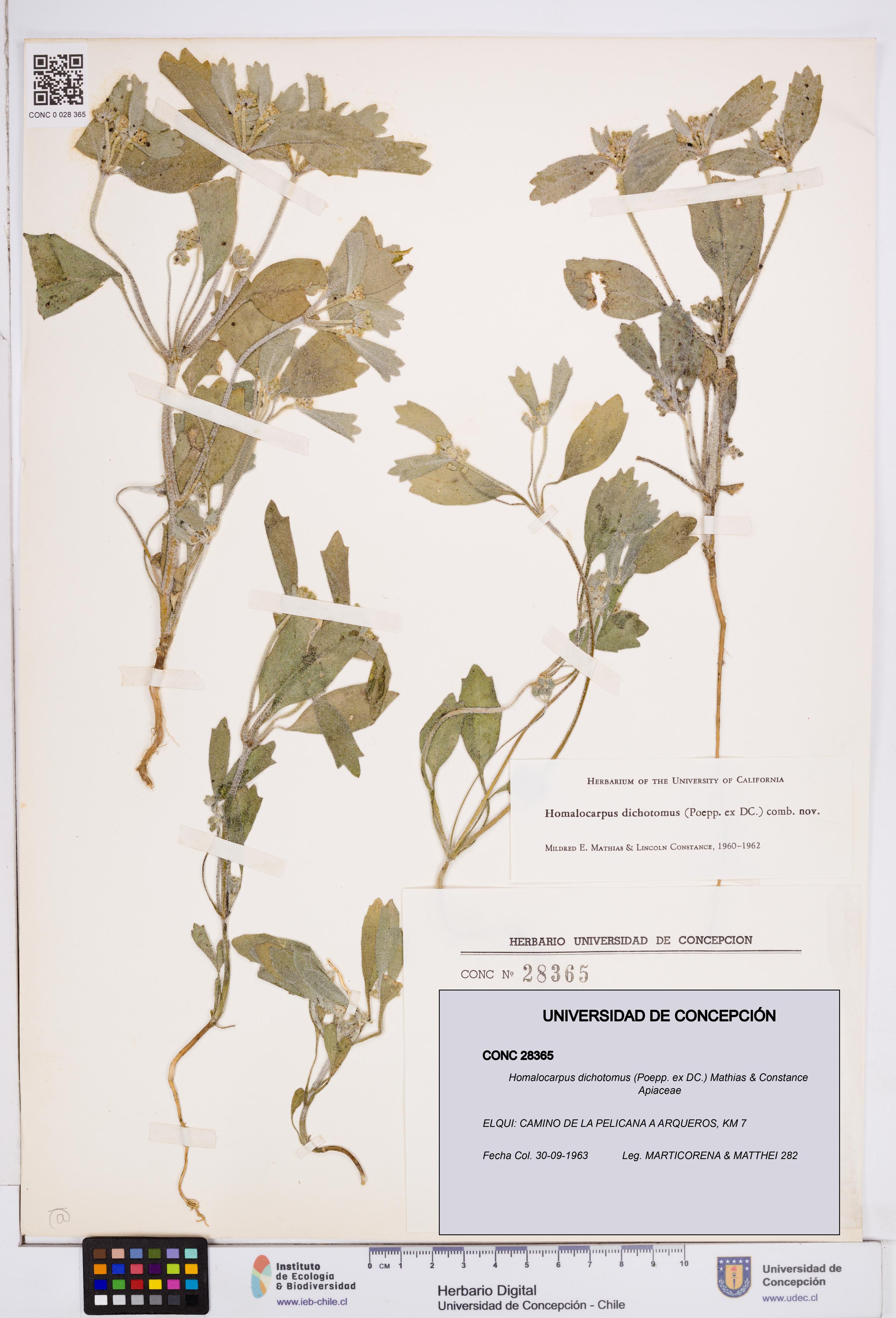 Homalocarpus dichotomus [Espécimen: ]