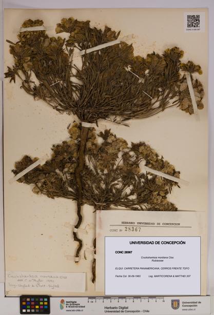 Cruckshanksia montiana [Espécimen: UDEC:CONC:0028367]