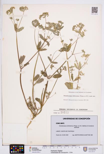 Homalocarpus dichotomus [Espécimen: ]