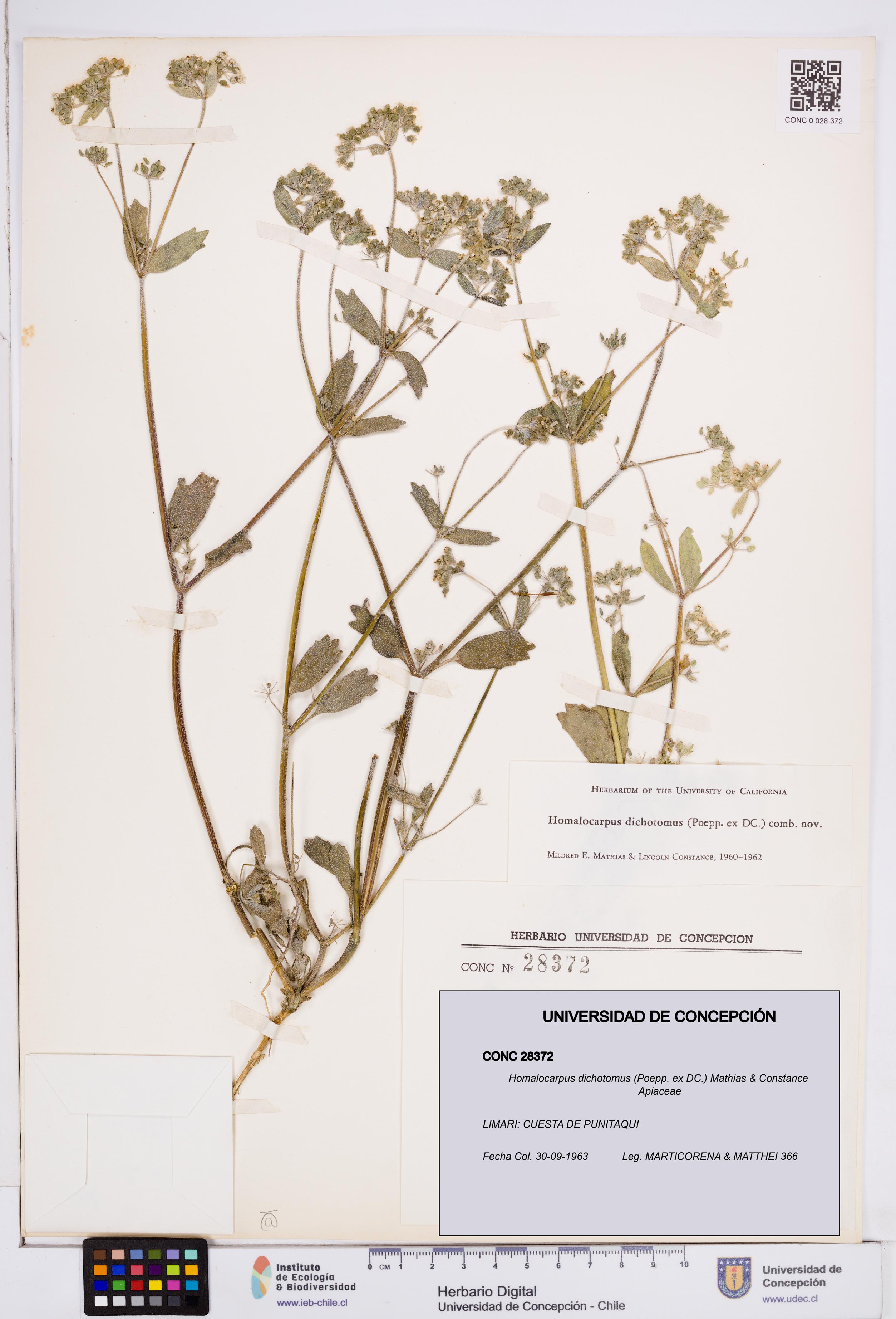 Homalocarpus dichotomus [Espécimen: ]
