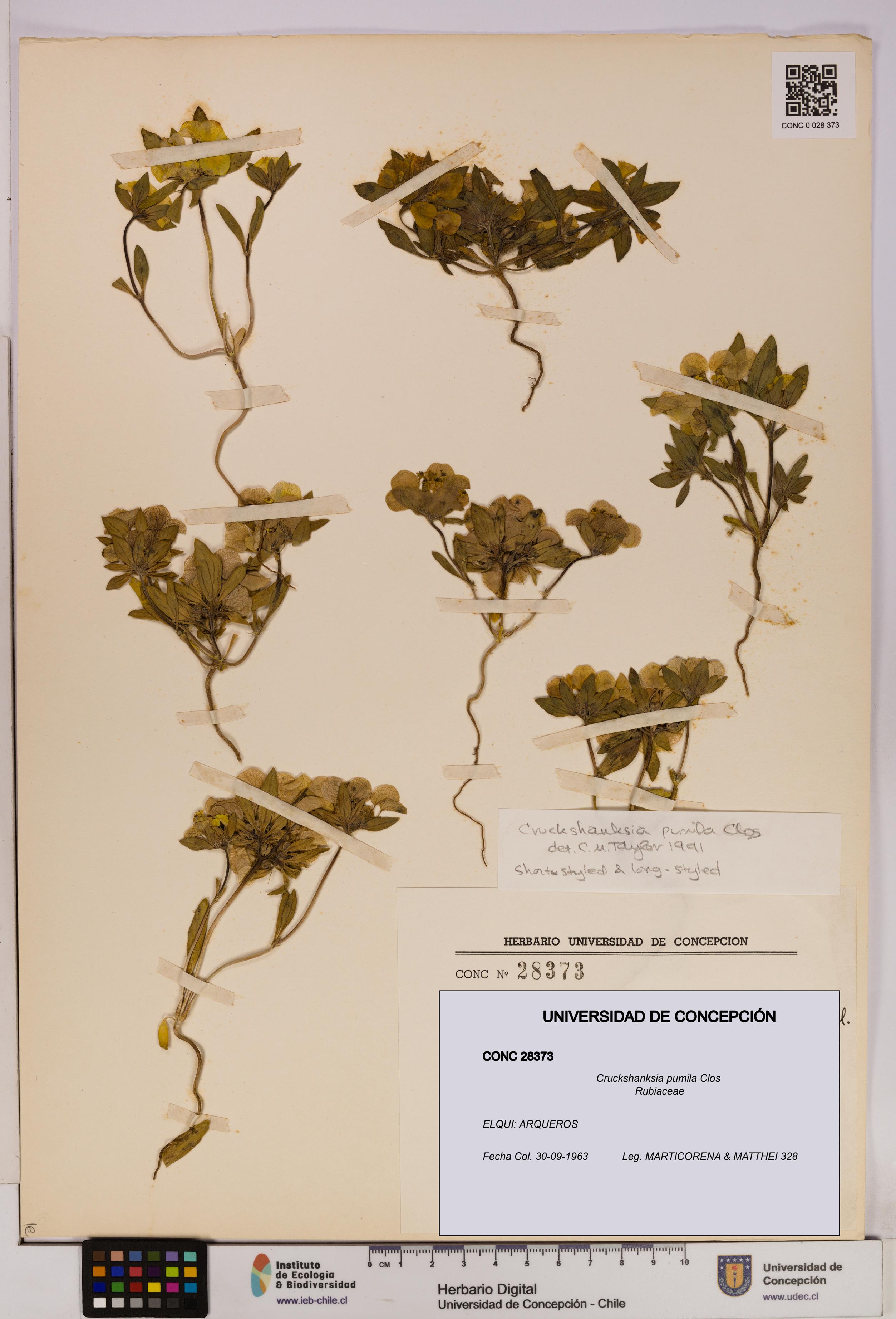 Cruckshanksia pumila [Espécimen: UDEC:CONC:0028373]