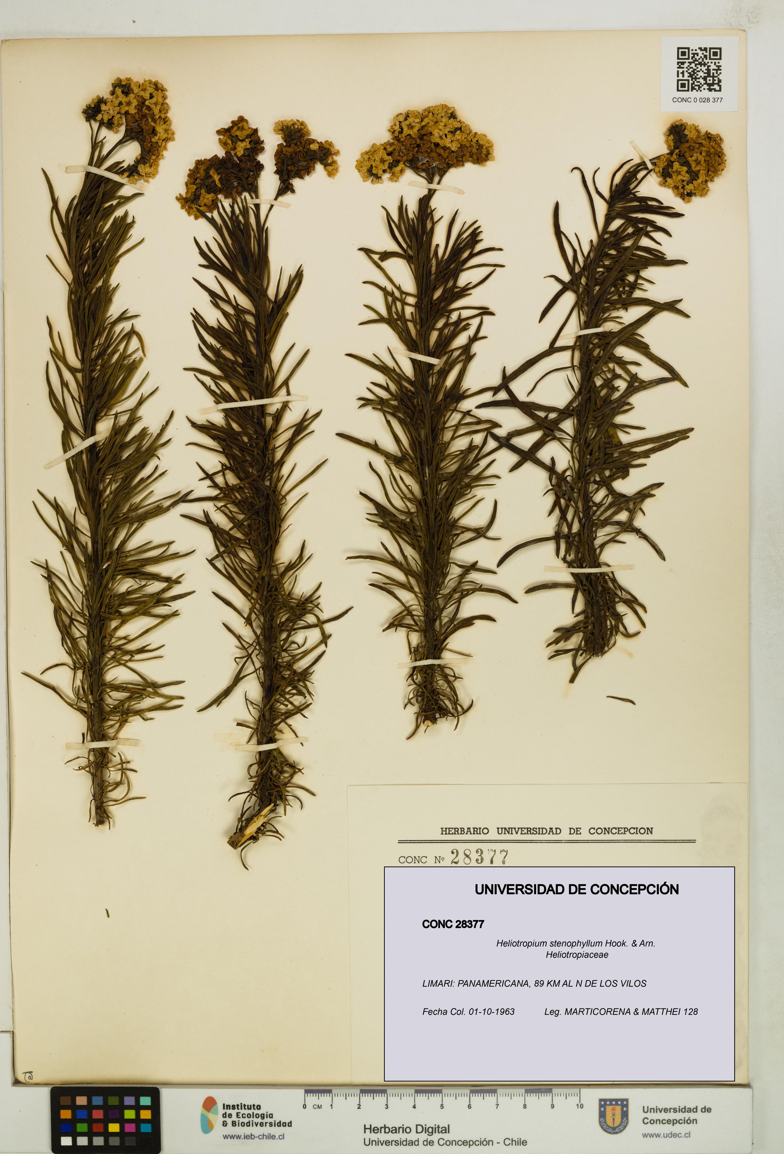 Heliotropium stenophyllum [Espécimen: UDEC:CONC:0028377]