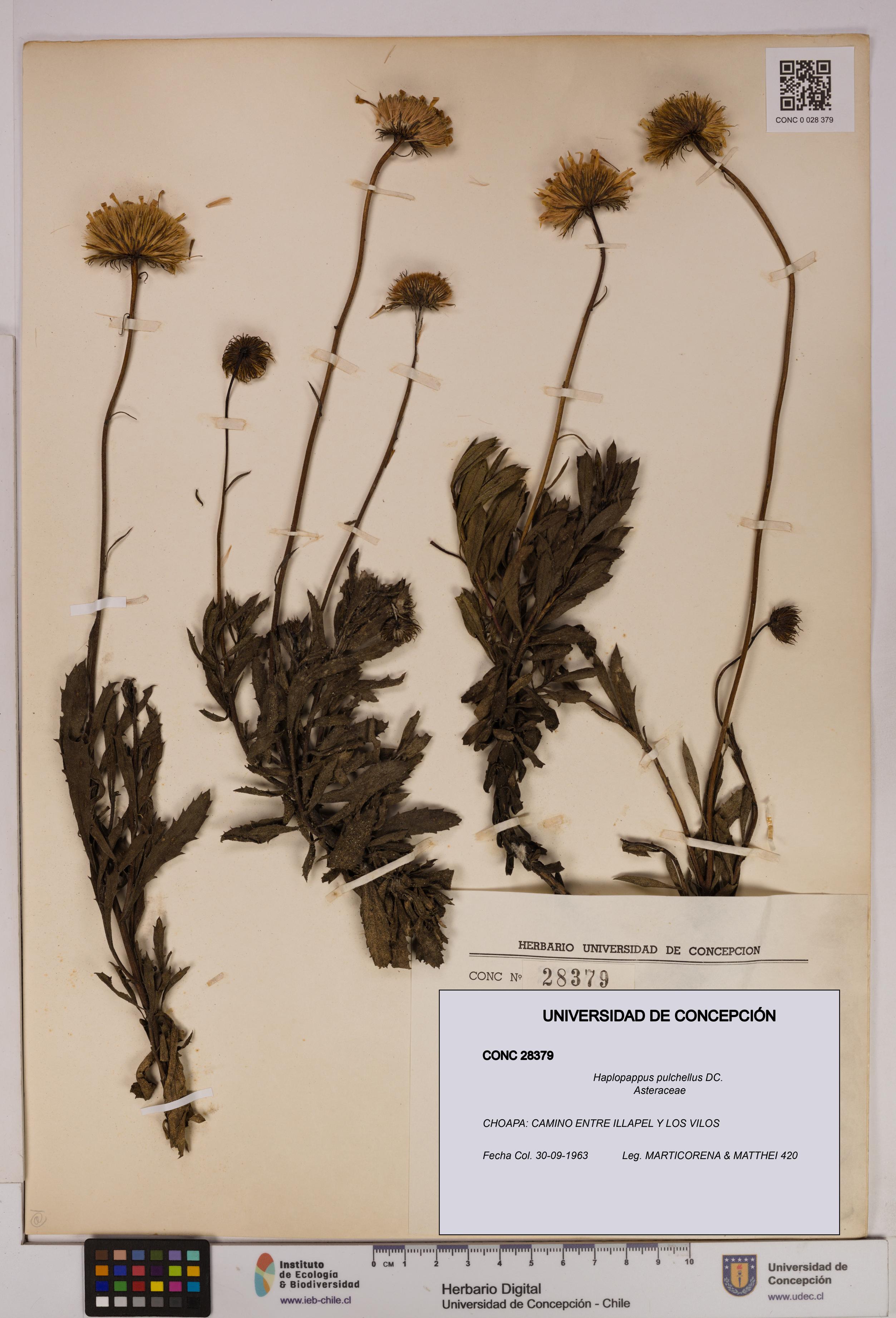 Haplopappus pulchellus [Espécimen: UDEC:CONC:0028379]