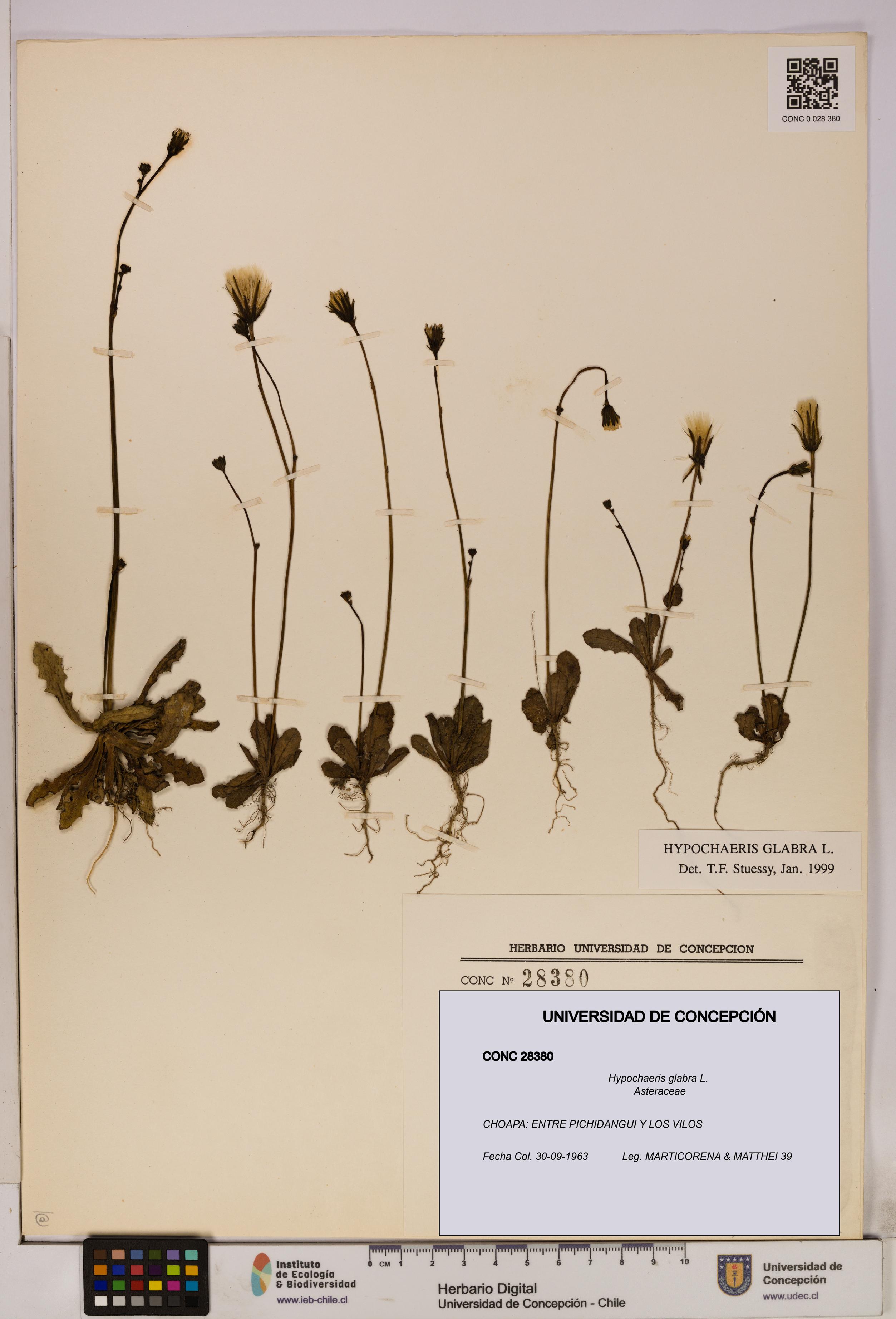 Hypochaeris glabra [Espécimen: UDEC:CONC:0028380]