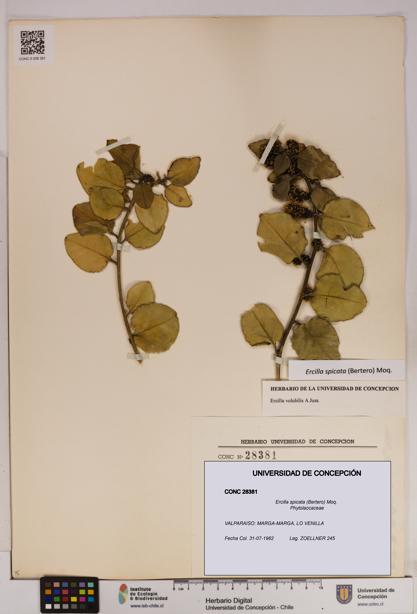 Ercilla spicata [Espécimen: UDEC:CONC:0028381]