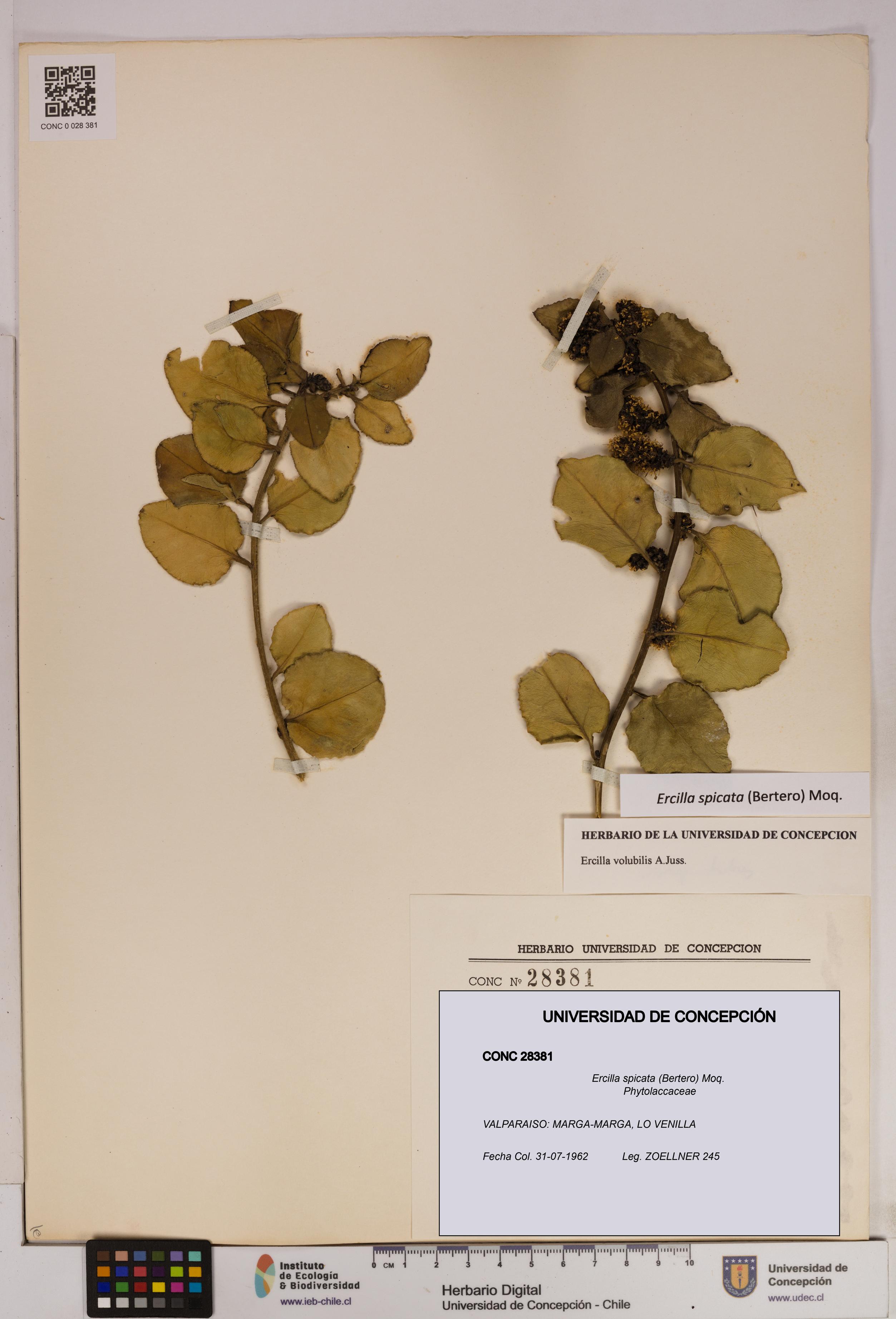 Ercilla spicata [Espécimen: UDEC:CONC:0028381]