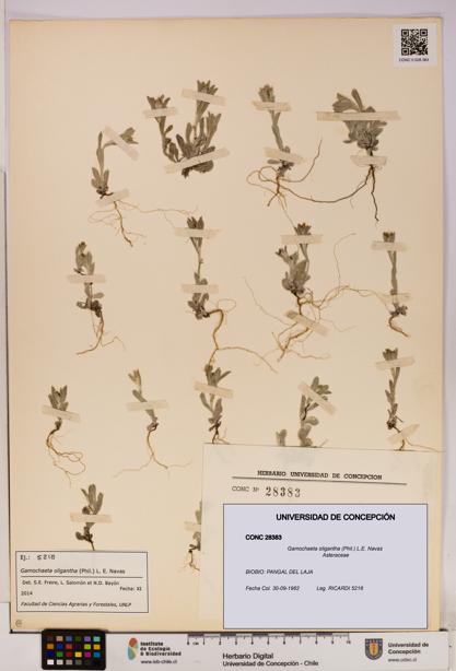 Gamochaeta oligantha [Espécimen: UDEC:CONC:0028383]