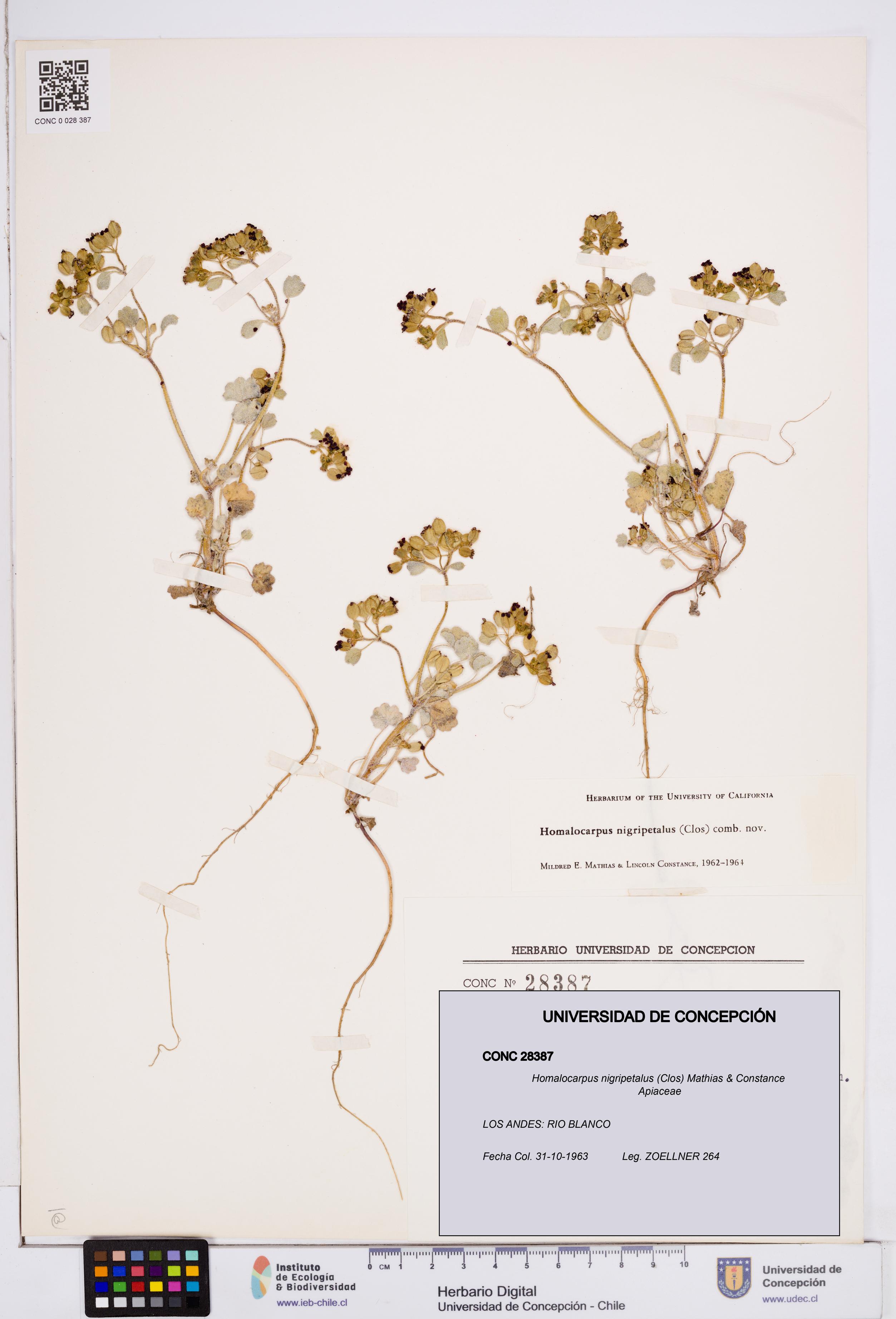 Homalocarpus nigripetalus [Espécimen: ]