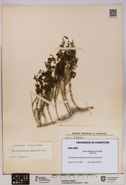 Galium philippianum [Espécimen: UDEC:CONC:0028390]