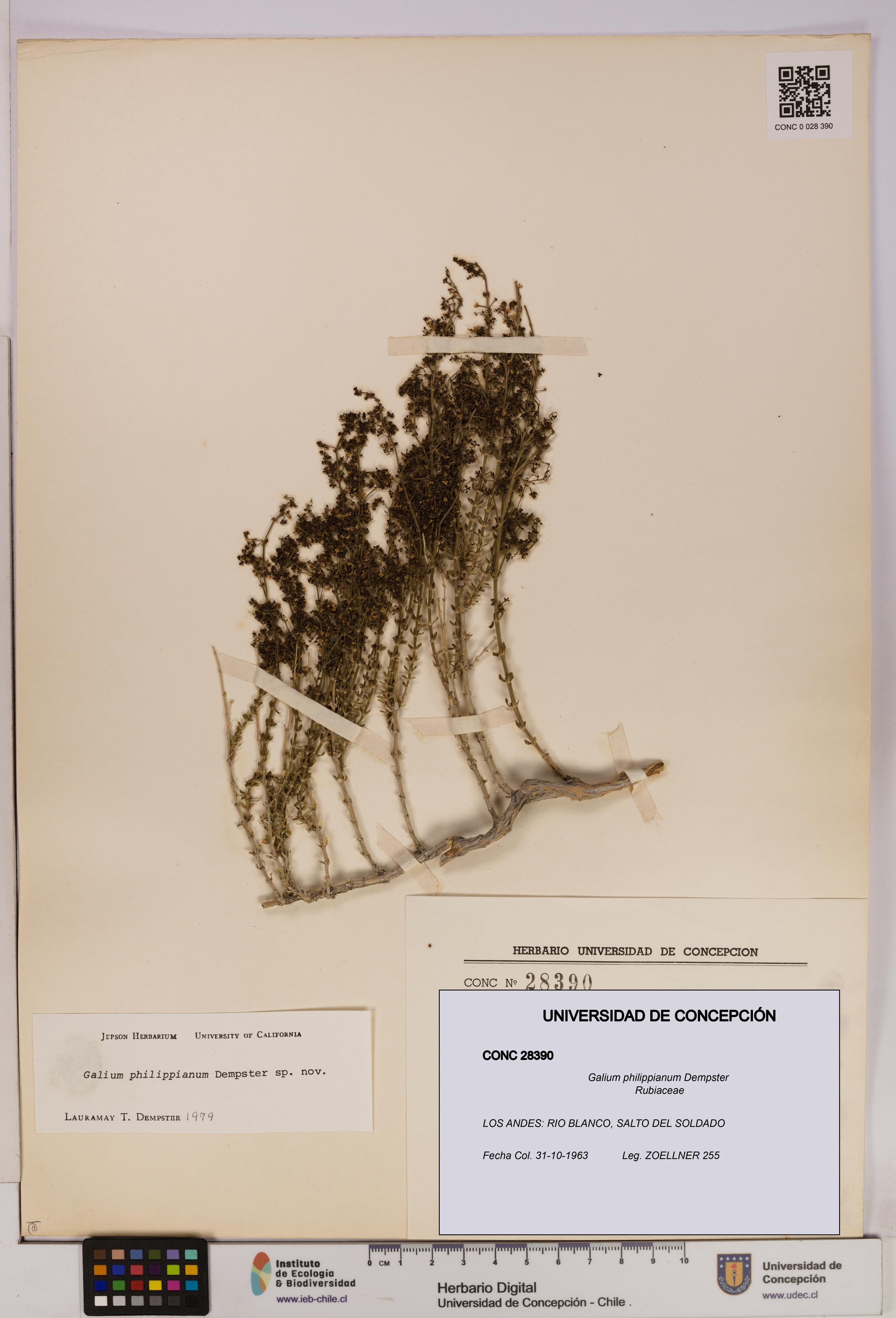 Galium philippianum [Espécimen: UDEC:CONC:0028390]