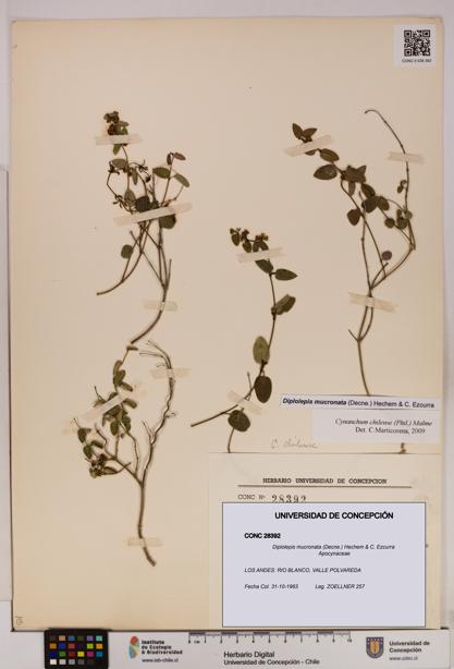 Diplolepis mucronata [Espécimen: UDEC:CONC:0028392]