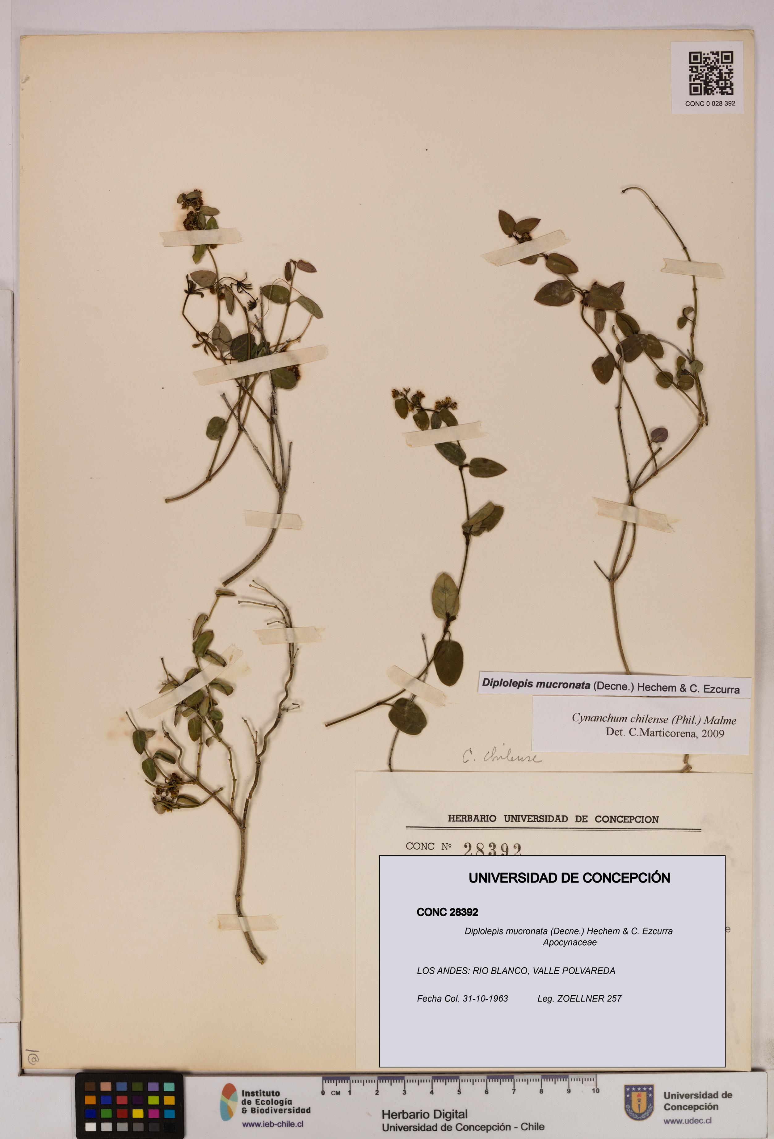 Diplolepis mucronata [Espécimen: UDEC:CONC:0028392]