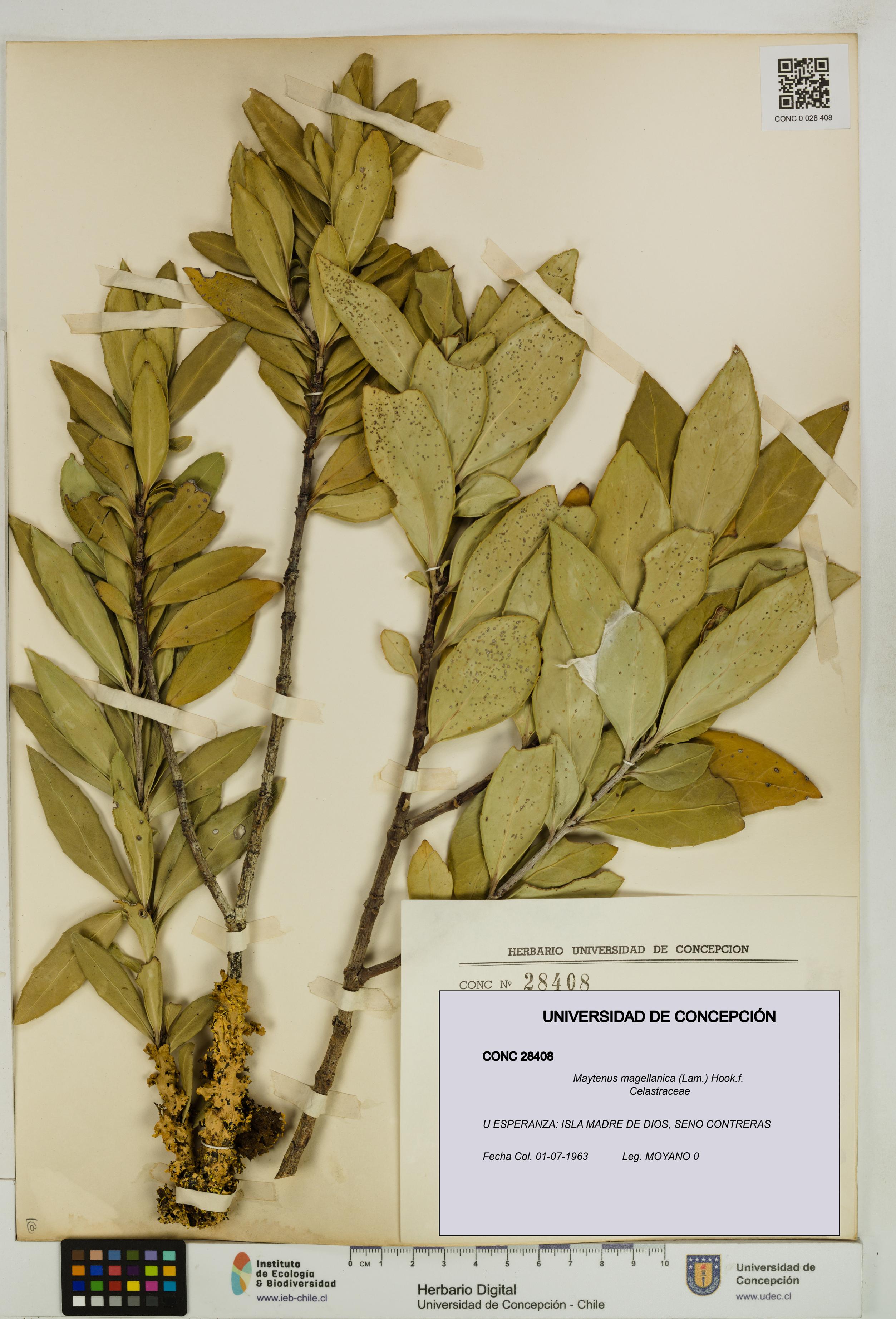 Maytenus magellanica [Espécimen: UDEC:CONC:0028408]