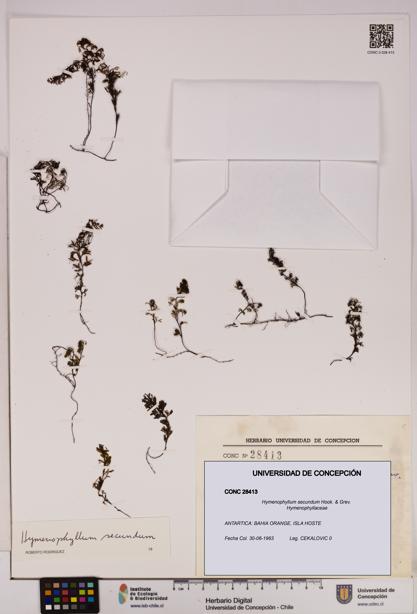 Hymenophyllum secundum [Espécimen: UDEC:CONC:0028413]