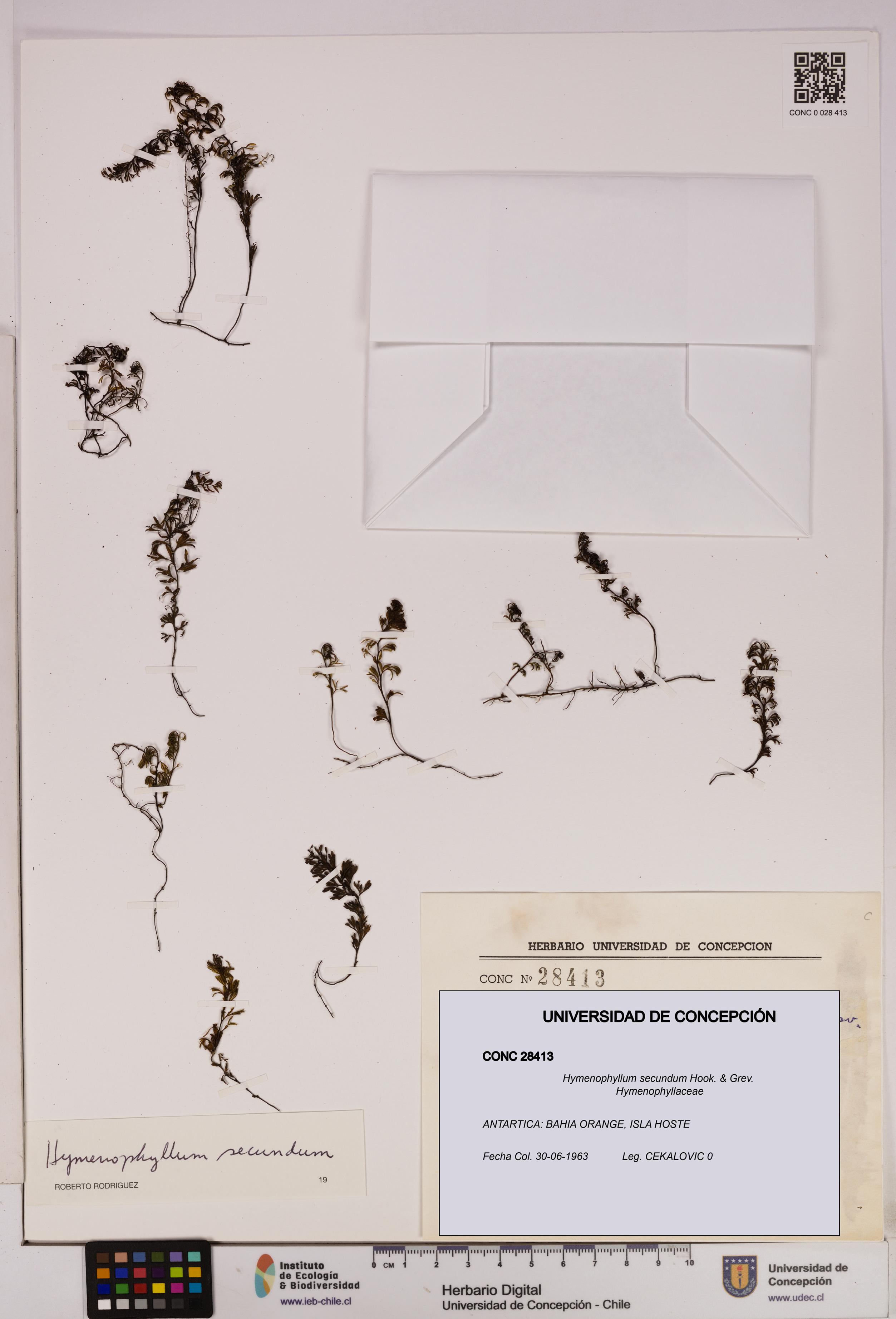 Hymenophyllum secundum [Espécimen: UDEC:CONC:0028413]