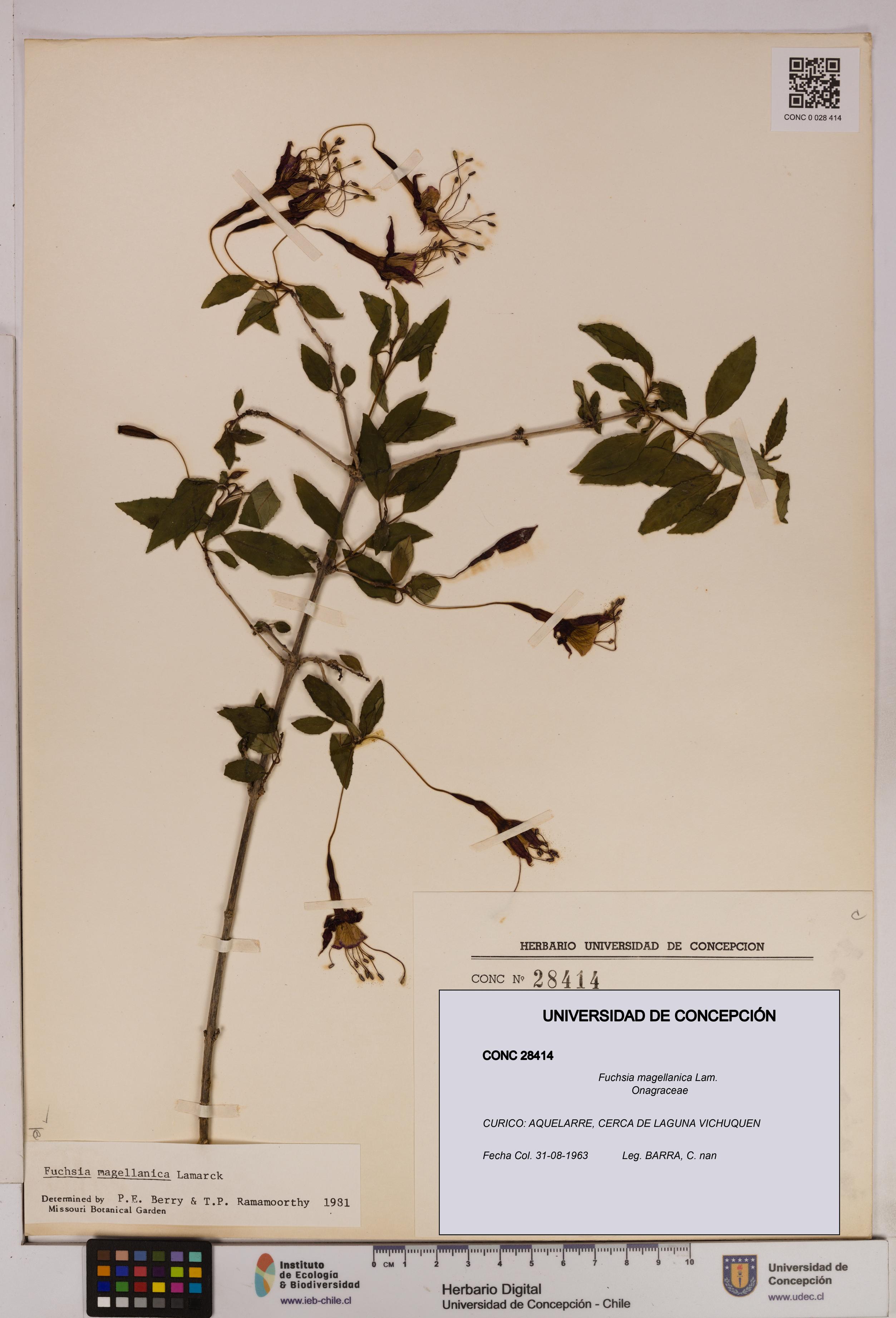 Fuchsia magellanica [Espécimen: UDEC:CONC:0028414]