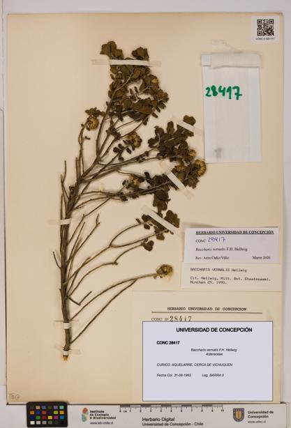 Baccharis vernalis [Espécimen: UDEC:CONC:0028417]