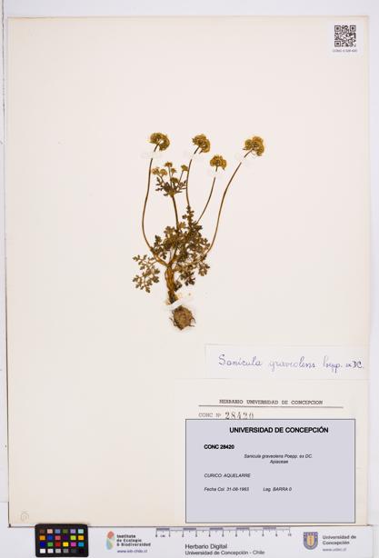 Sanicula graveolens [Espécimen: ]
