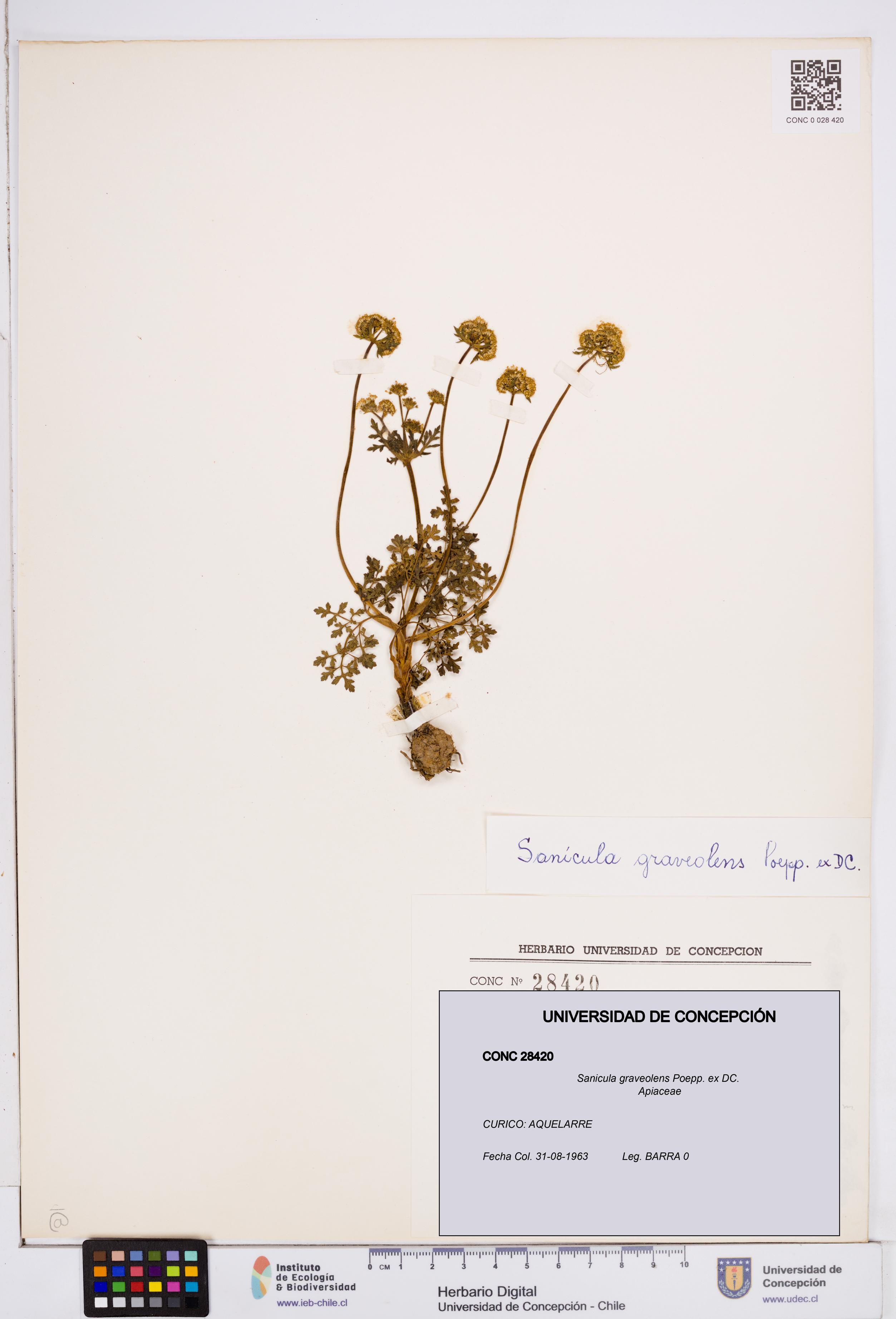 Sanicula graveolens [Espécimen: ]