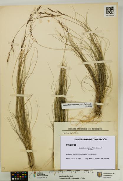 Nassella laevissima [Espécimen: UDEC:CONC:0028422]