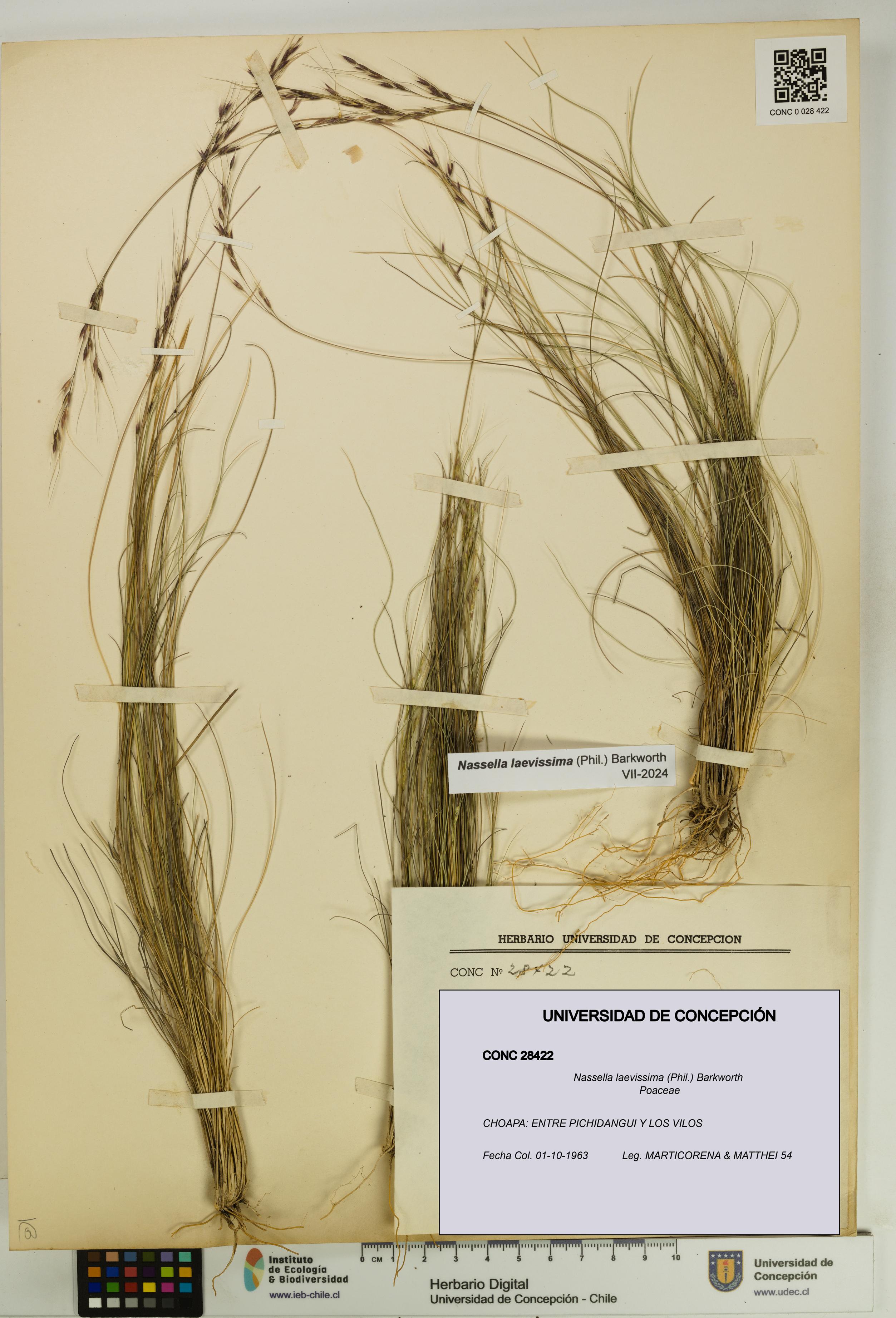 Nassella laevissima [Espécimen: UDEC:CONC:0028422]