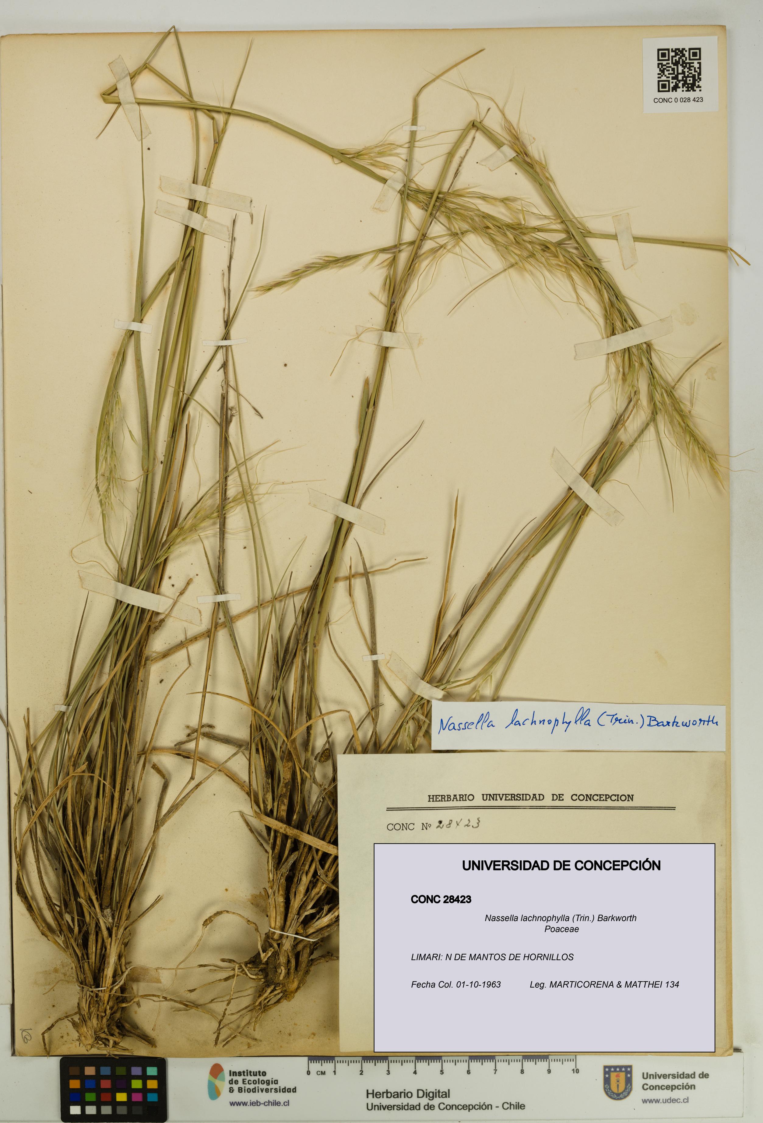 Nassella lachnophylla [Espécimen: UDEC:CONC:0028423]