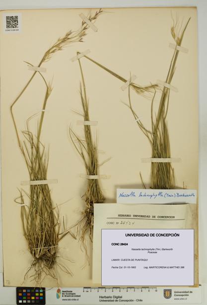 Nassella lachnophylla [Espécimen: UDEC:CONC:0028424]