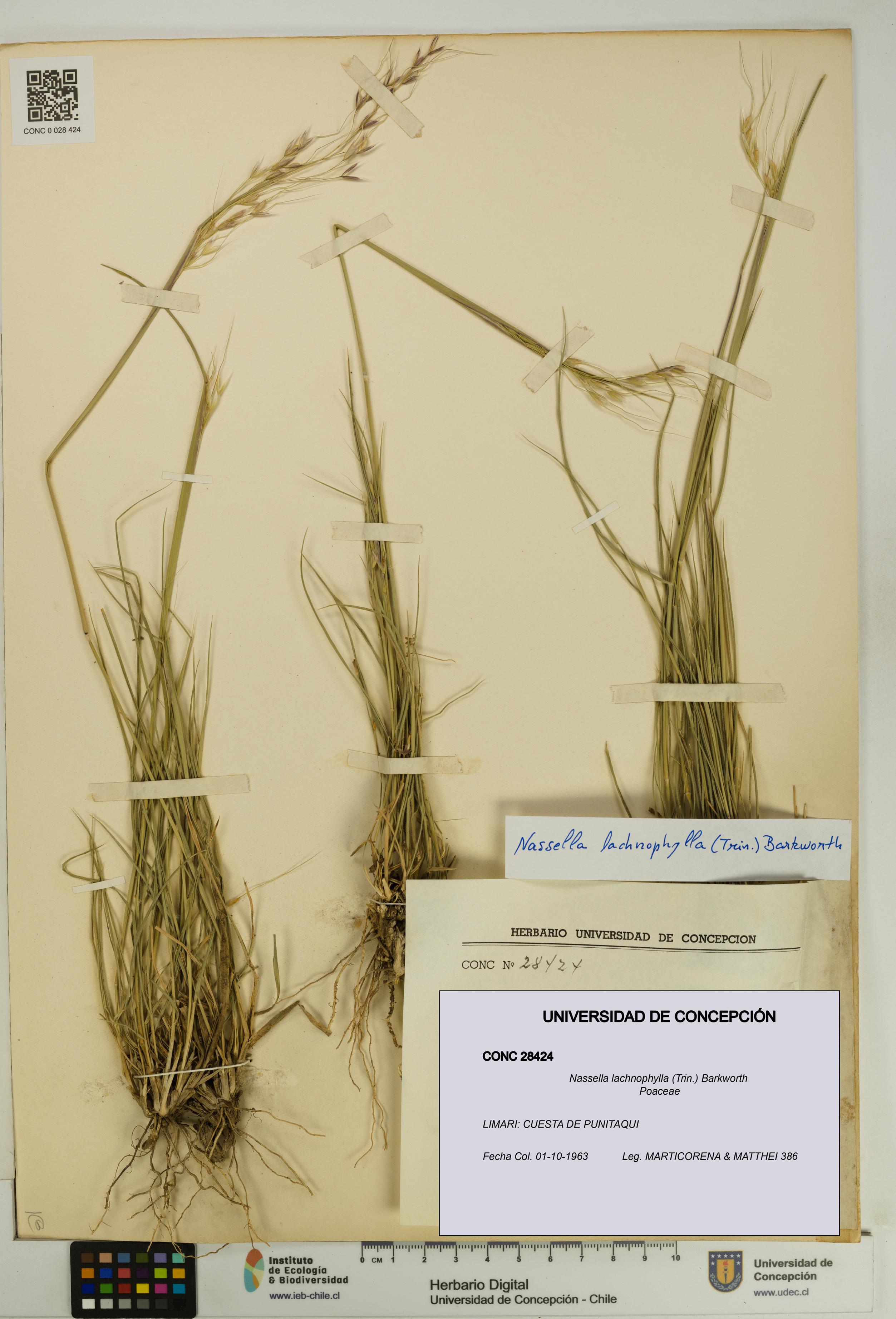 Nassella lachnophylla [Espécimen: UDEC:CONC:0028424]