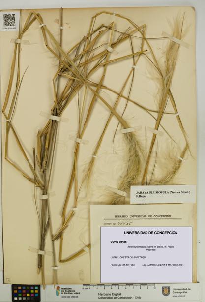 Jarava plumosula [Espécimen: UDEC:CONC:0028425]
