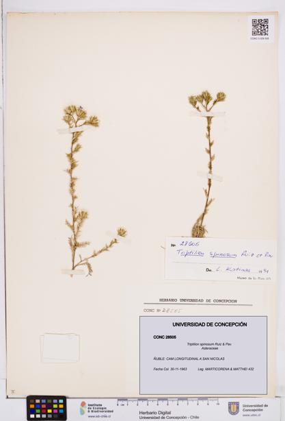 Triptilion spinosum [Espécimen: ]