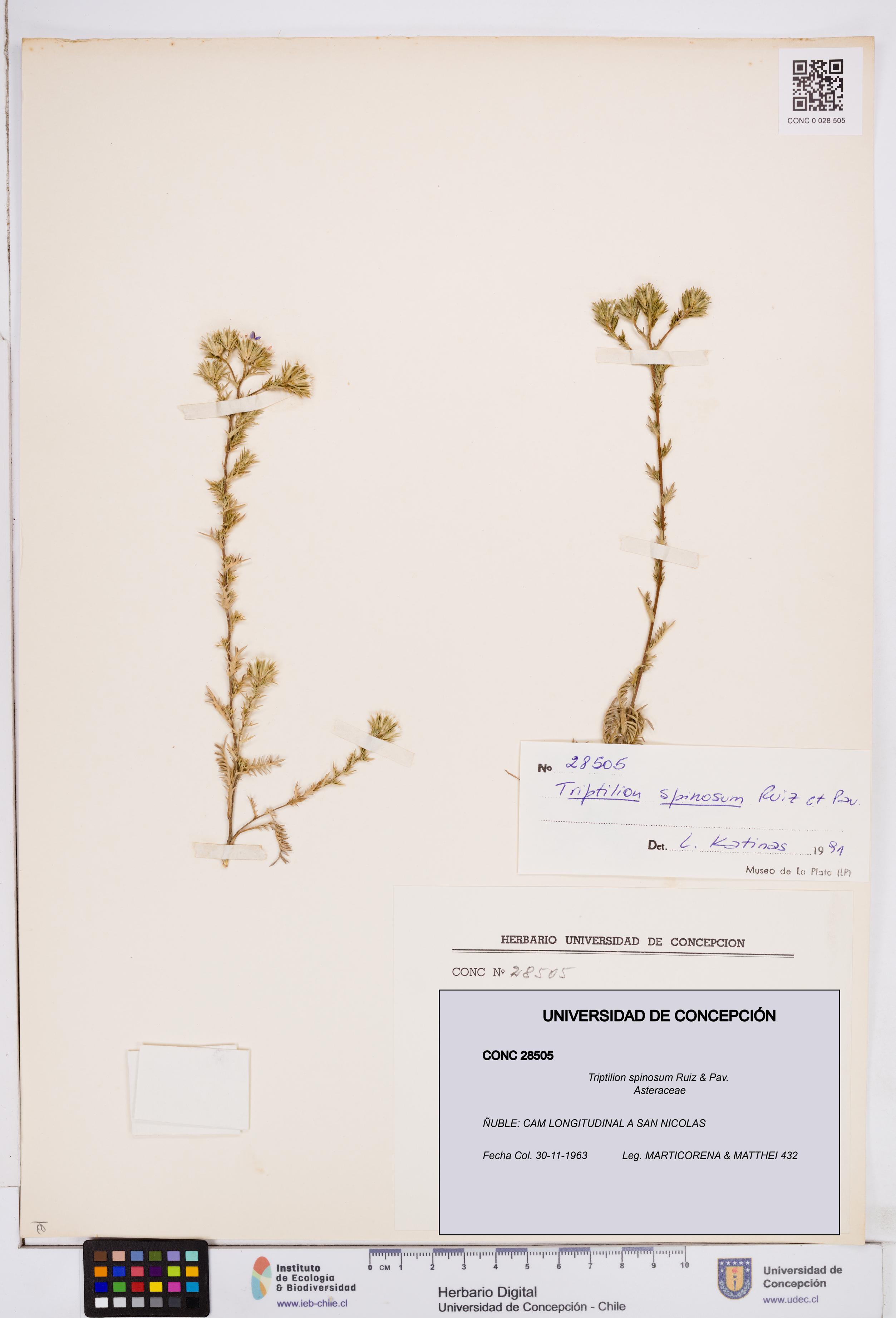Triptilion spinosum [Espécimen: ]