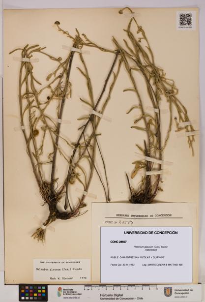 Helenium glaucum [Espécimen: UDEC:CONC:0028507]