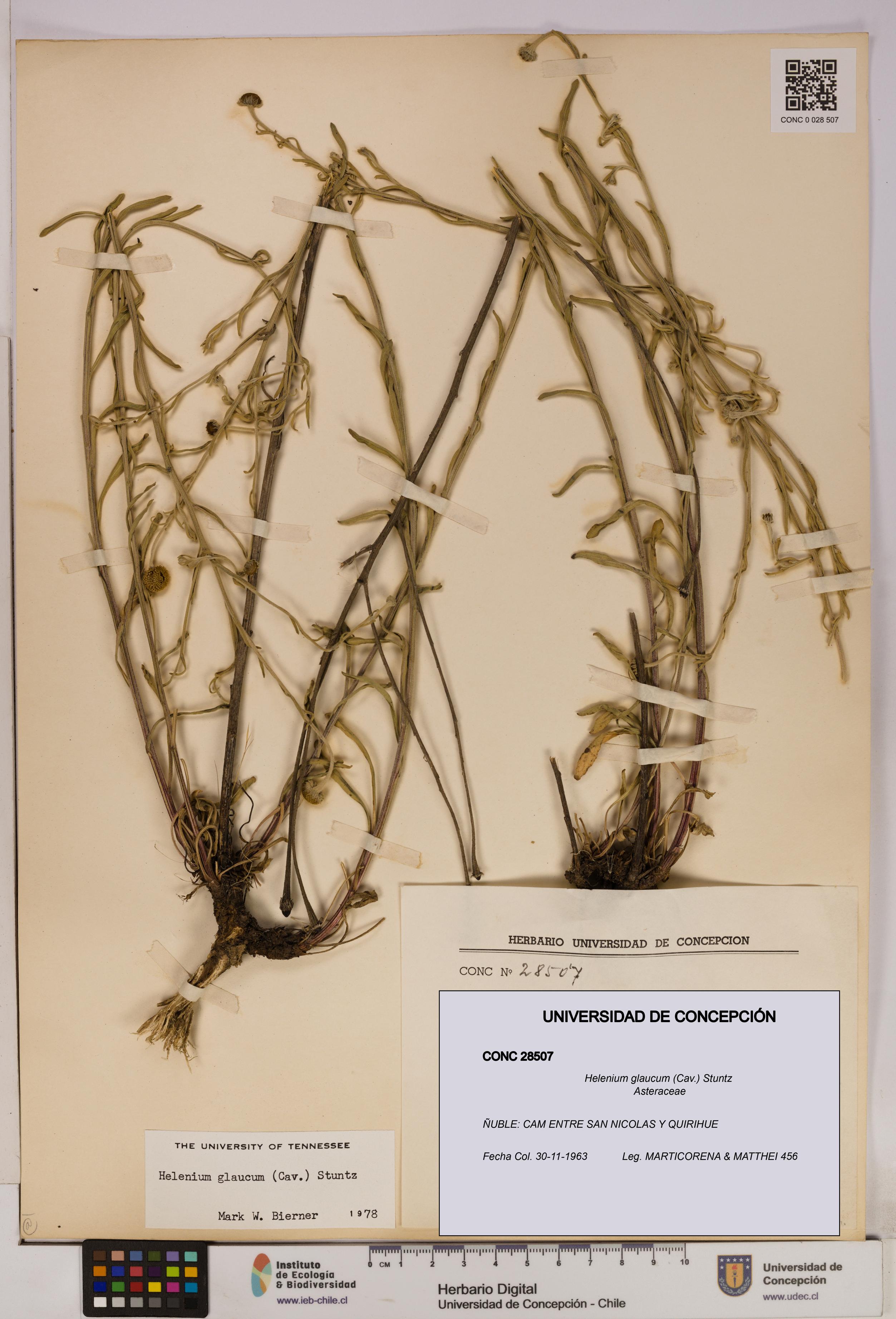 Helenium glaucum [Espécimen: UDEC:CONC:0028507]