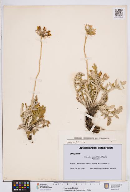 Trichocline aurea [Espécimen: ]