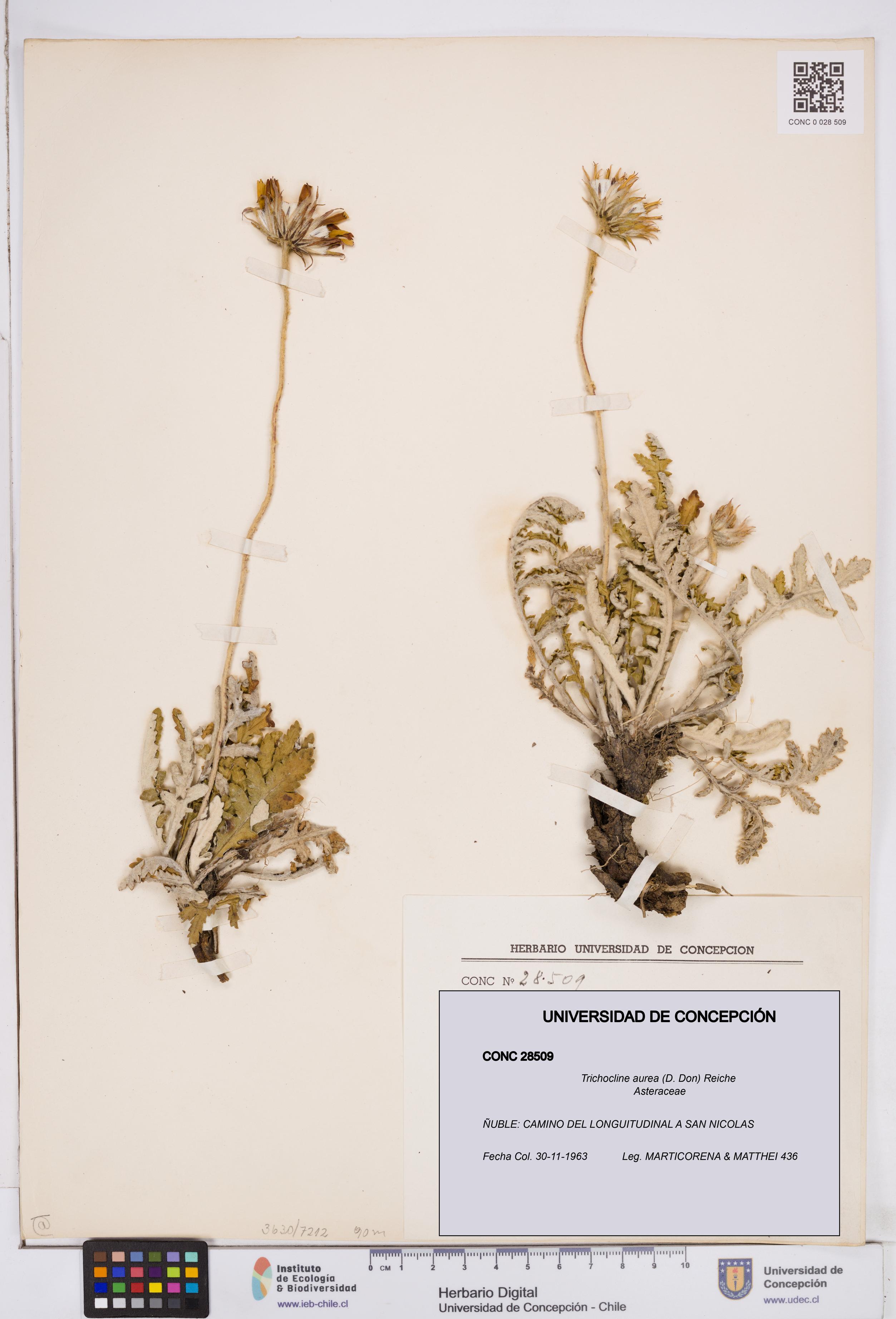 Trichocline aurea [Espécimen: ]