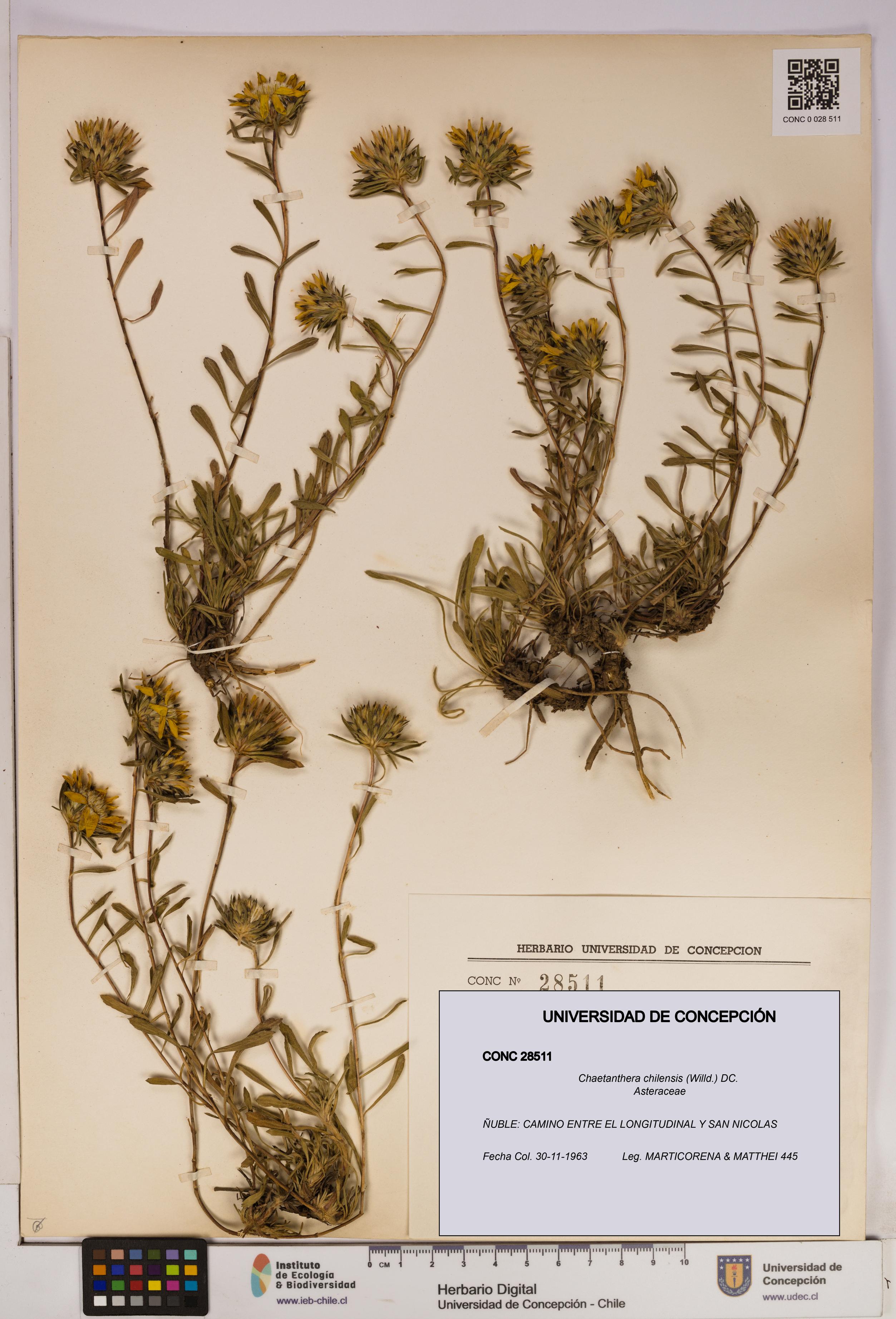 Chaetanthera chilensis [Espécimen: UDEC:CONC:0028511]