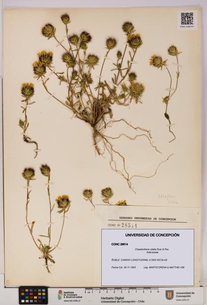 Chaetanthera ciliata [Espécimen: UDEC:CONC:0028514]