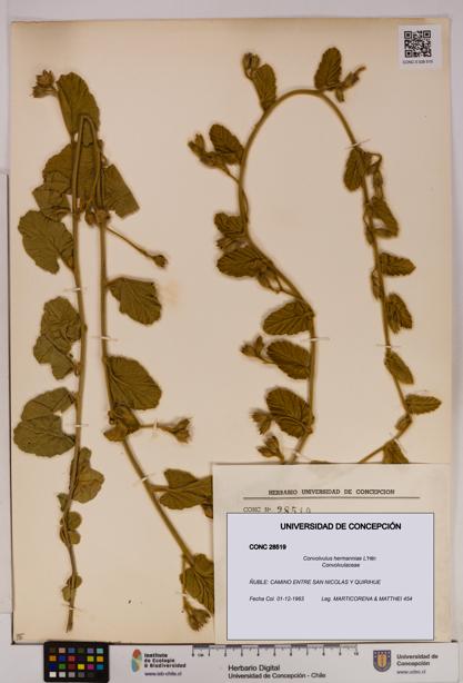 Convolvulus hermanniae [Espécimen: UDEC:CONC:0028519]