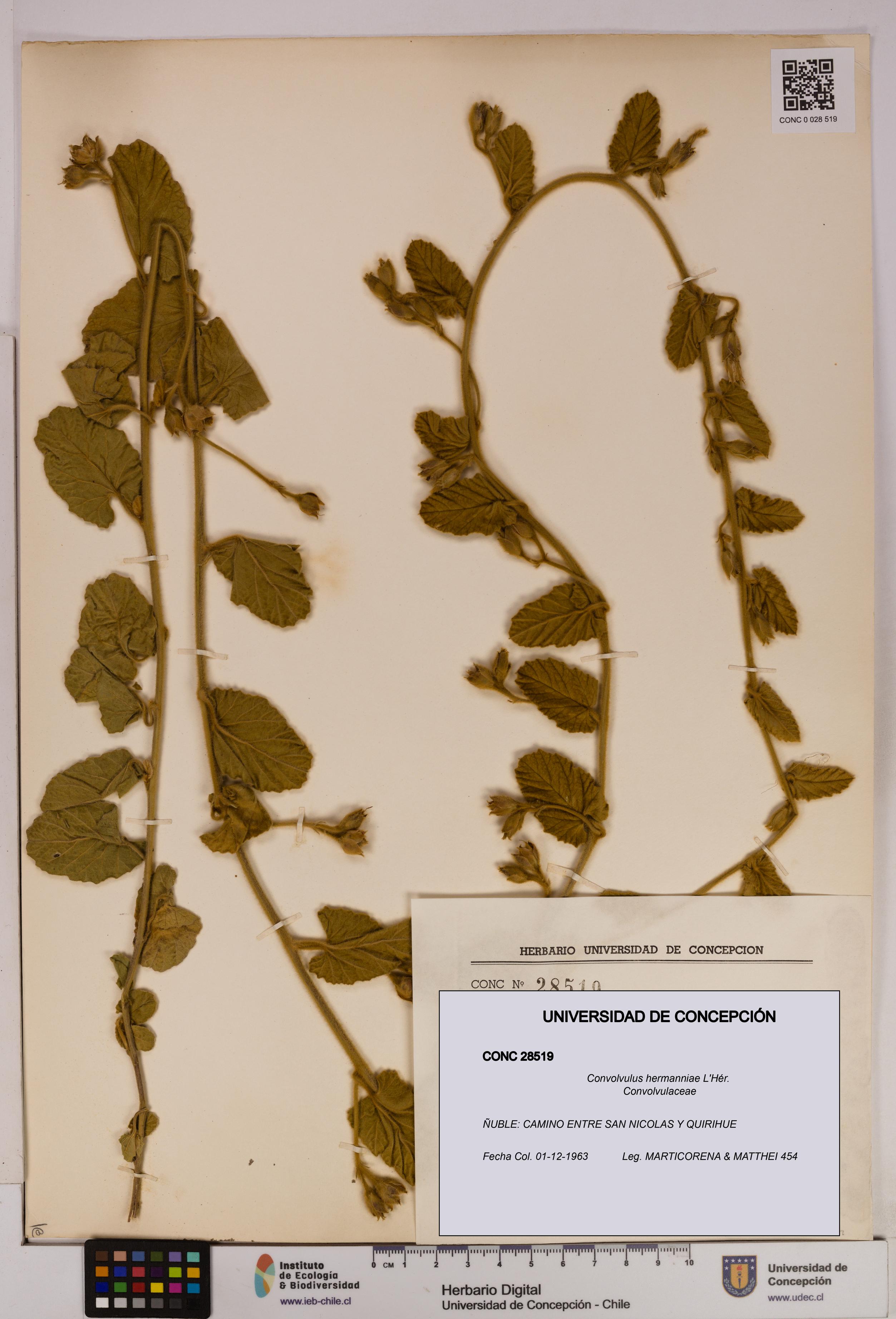 Convolvulus hermanniae [Espécimen: UDEC:CONC:0028519]