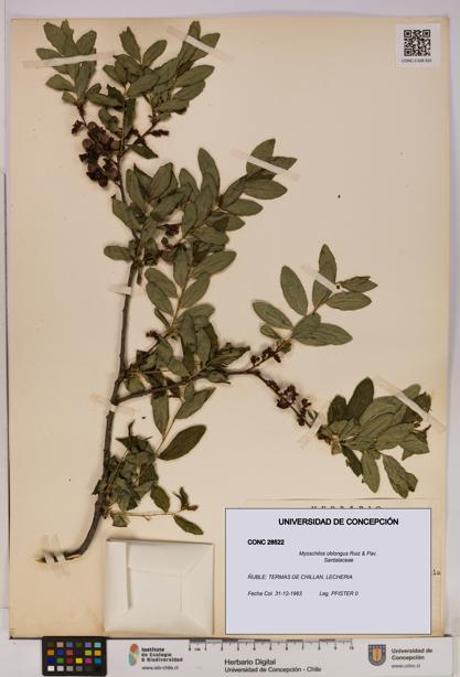 Myoschilos oblongus [Espécimen: UDEC:CONC:0028522]