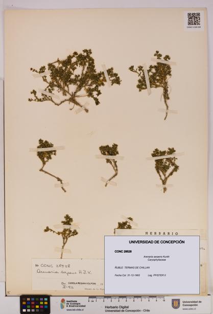 Arenaria serpens [Espécimen: UDEC:CONC:0028528]