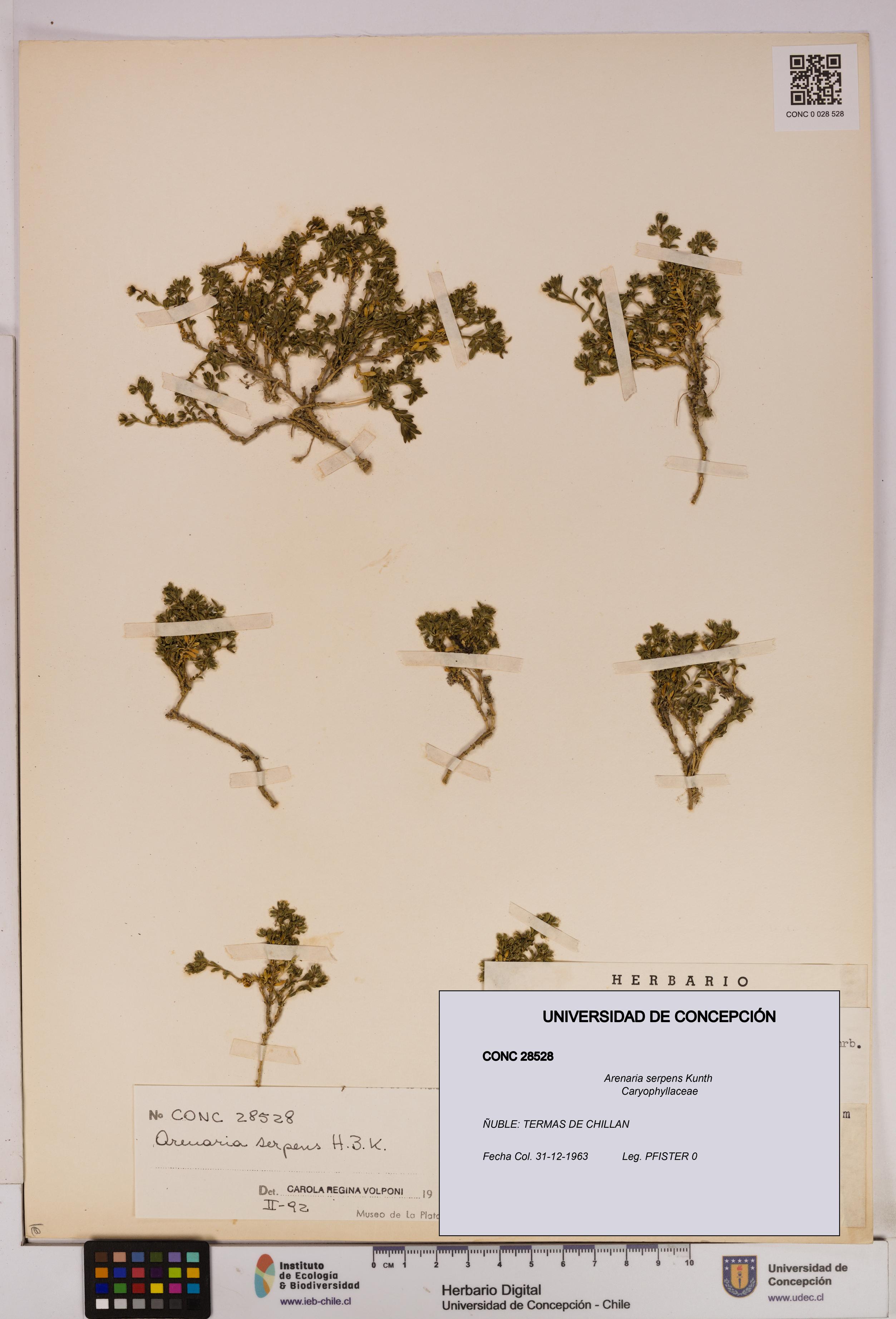 Arenaria serpens [Espécimen: UDEC:CONC:0028528]