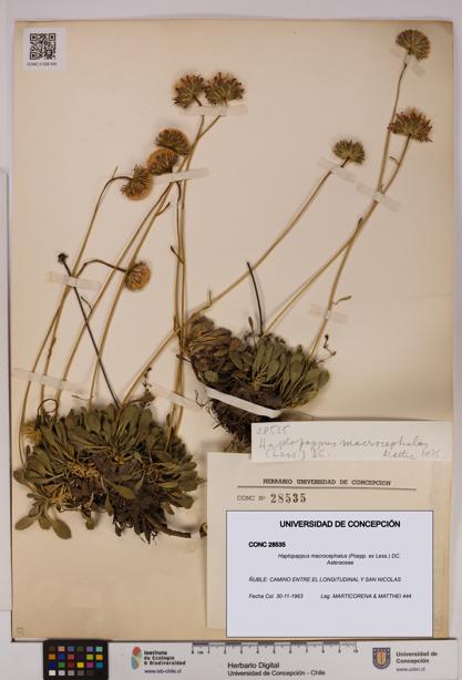 Haplopappus macrocephalus [Espécimen: UDEC:CONC:0028535]