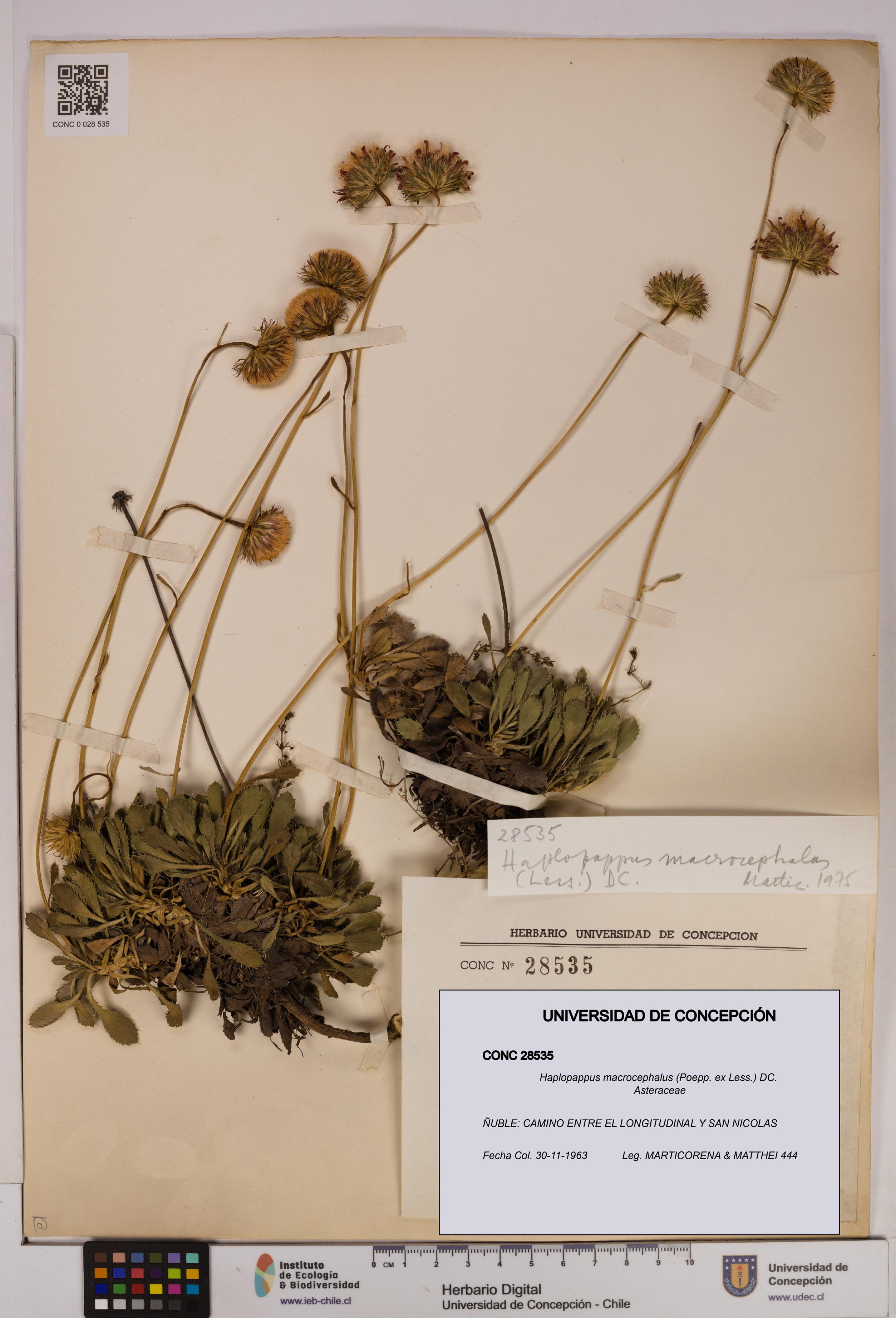 Haplopappus macrocephalus [Espécimen: UDEC:CONC:0028535]