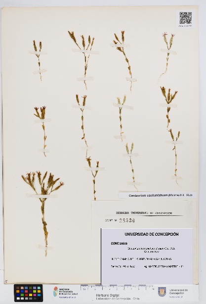 Centaurium cachanlahuen [Espécimen: UDEC:CONC:0028536]