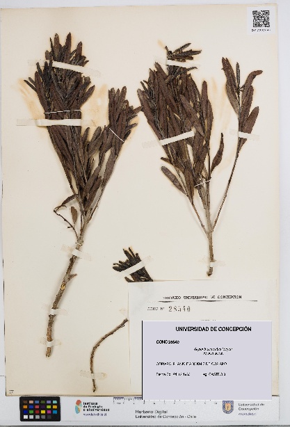 Skytanthus acutus [Espécimen: UDEC:CONC:0028540]