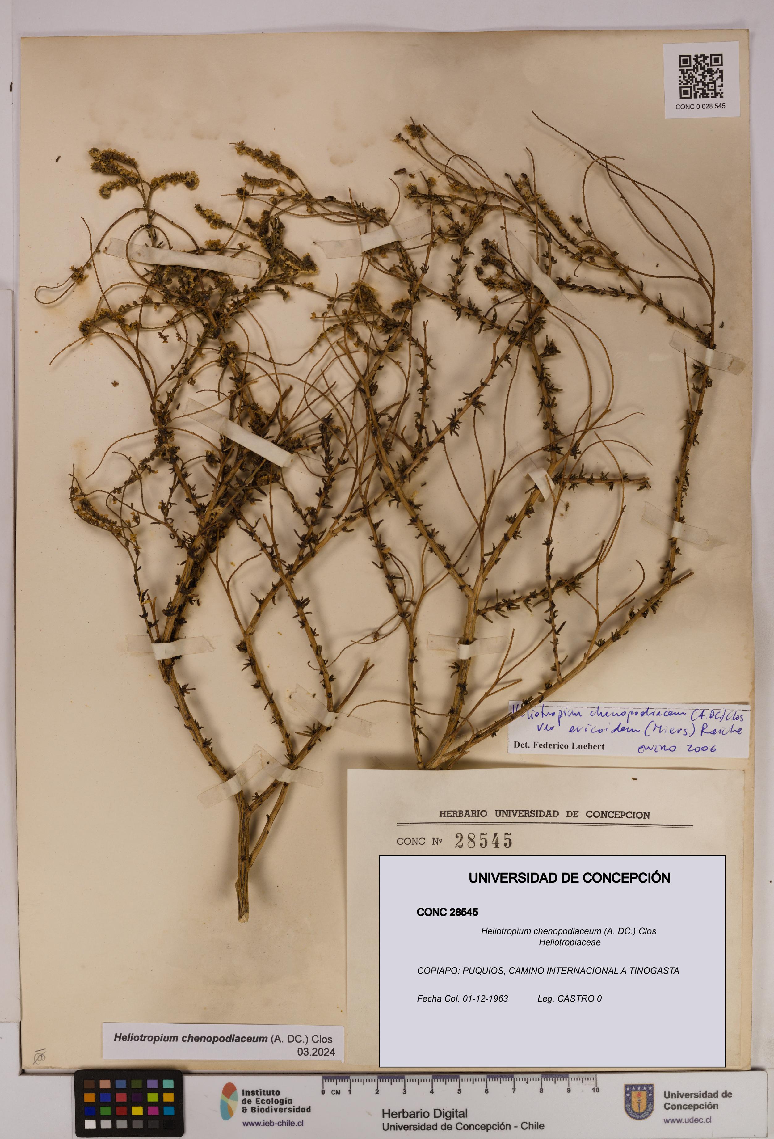 Heliotropium chenopodiaceum [Espécimen: UDEC:CONC:0028545]