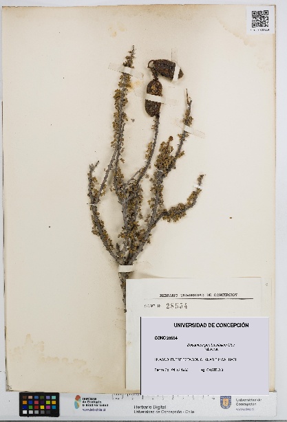 Balsamocarpon brevifolium [Espécimen: UDEC:CONC:0028554]