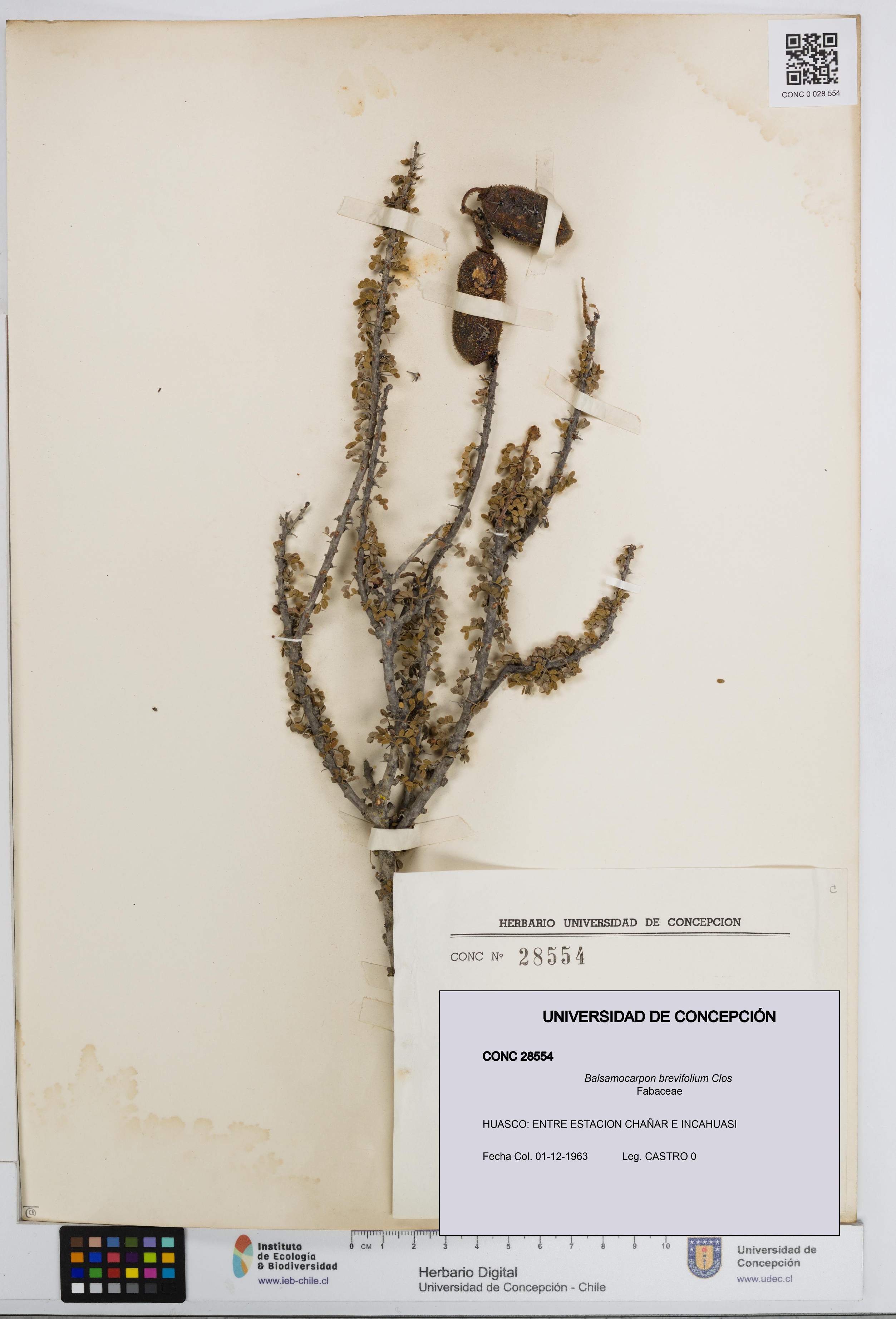 Balsamocarpon brevifolium [Espécimen: UDEC:CONC:0028554]